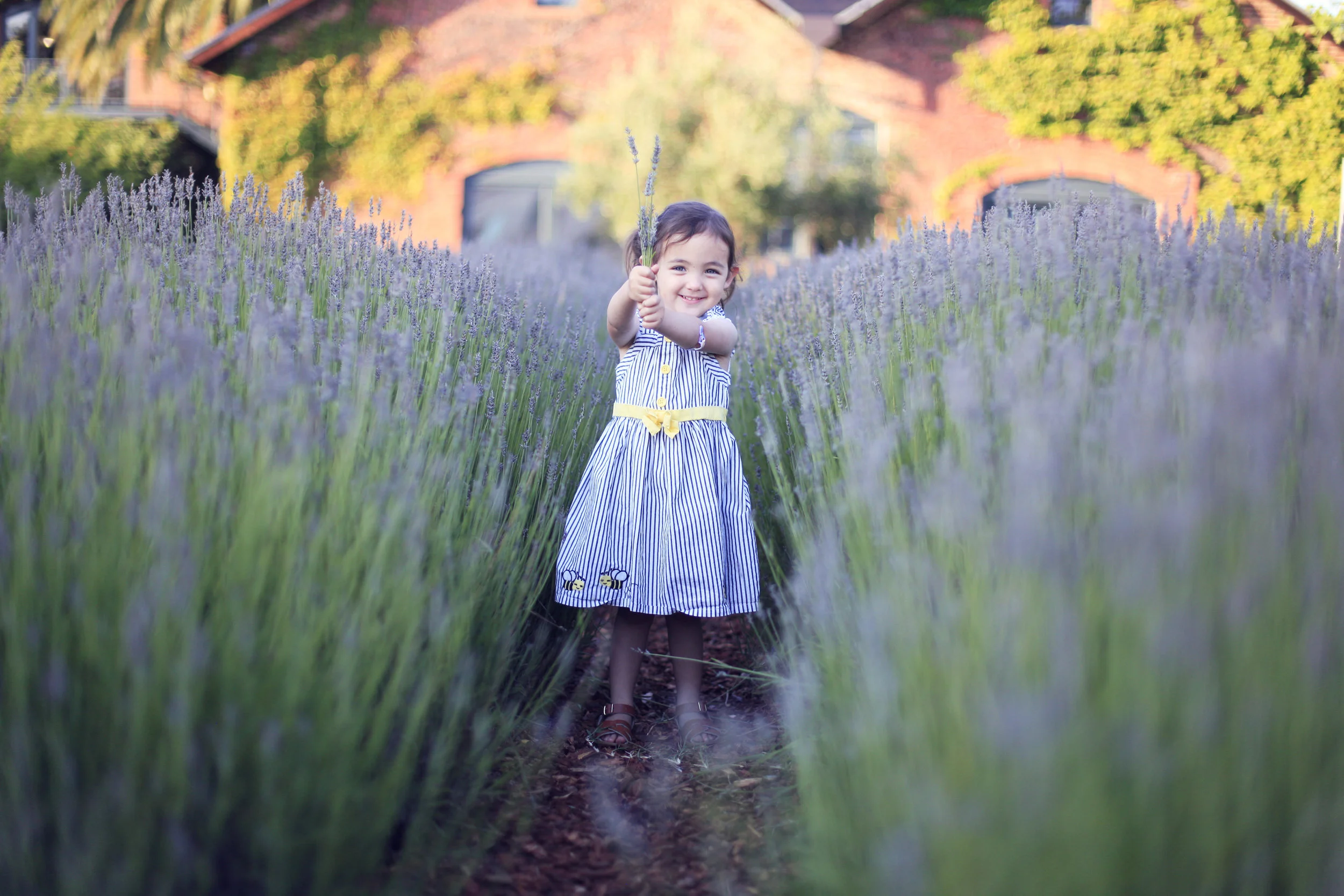 Lavender Photo Sessions July 1st