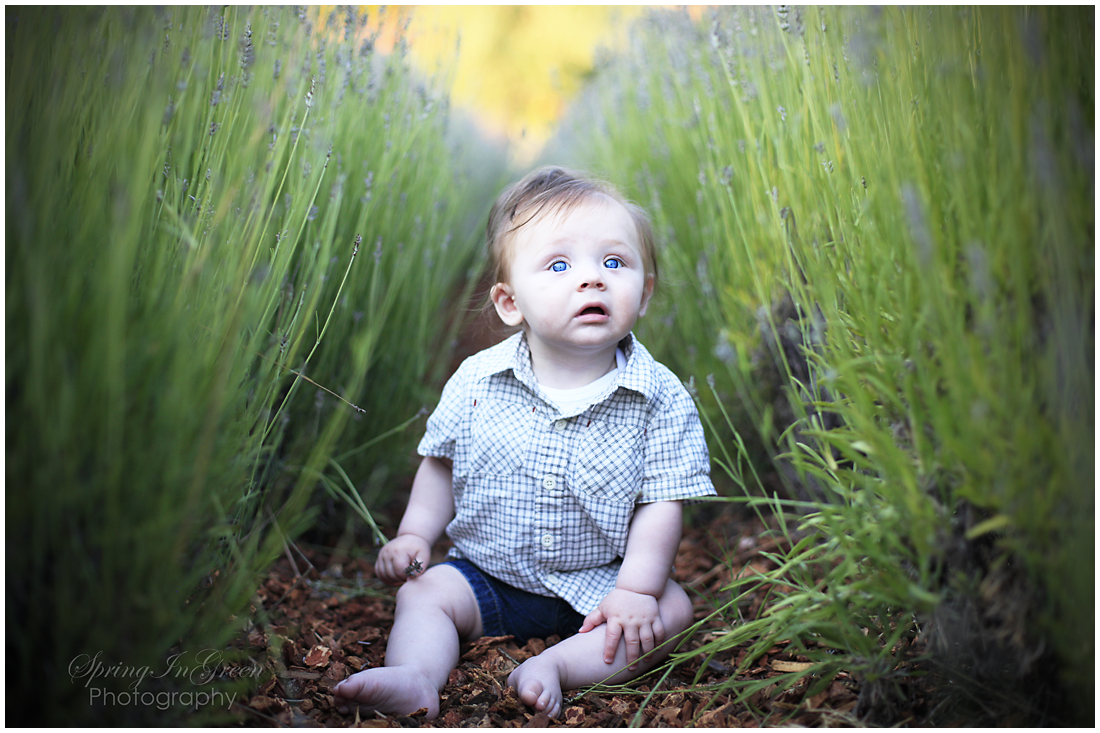 Lavender Photo Sessions July 1st